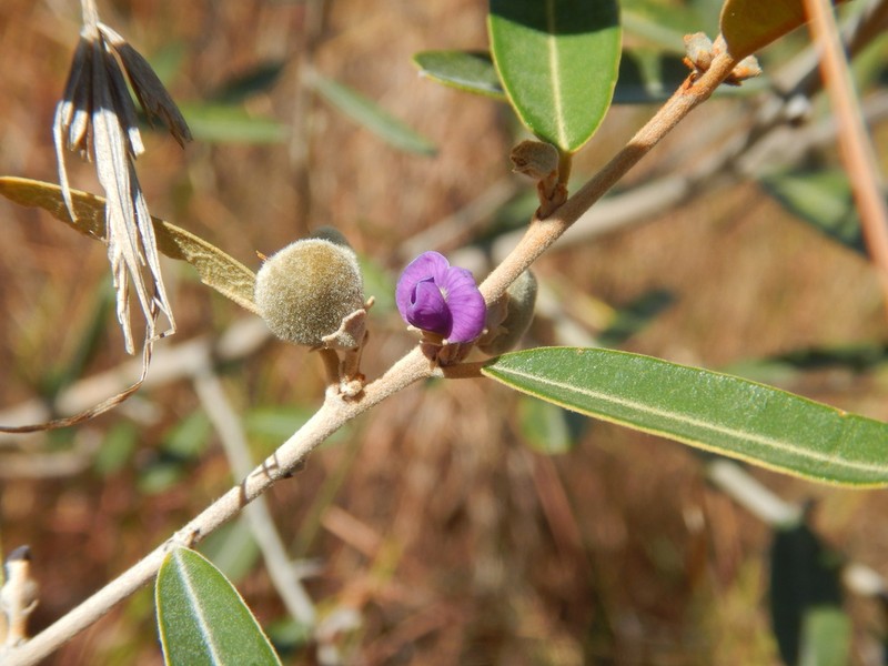 Hovea parvicalyx photo 5