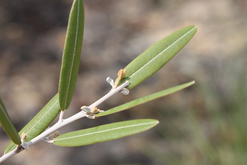 Hovea parvicalyx photo 6