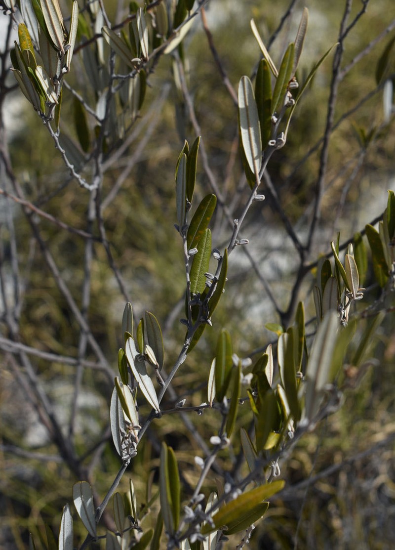 Hovea parvicalyx photo 7