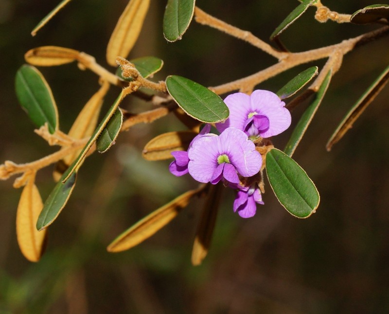 Hovea pedunculata
