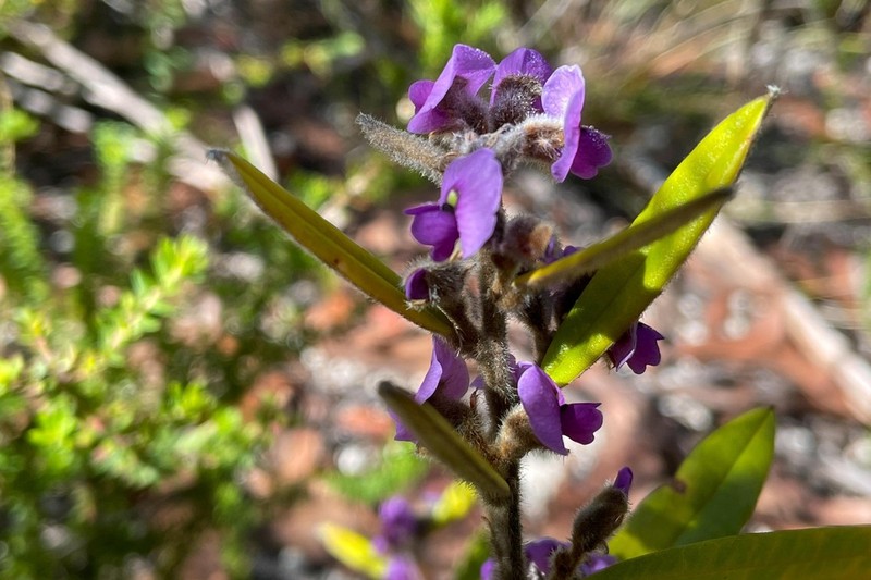 Hovea pedunculata photo 2