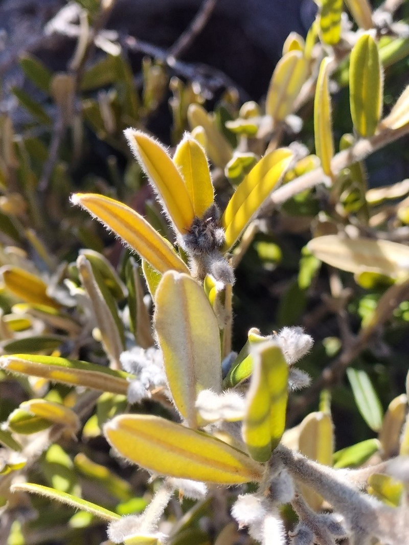 Hovea pedunculata photo 3