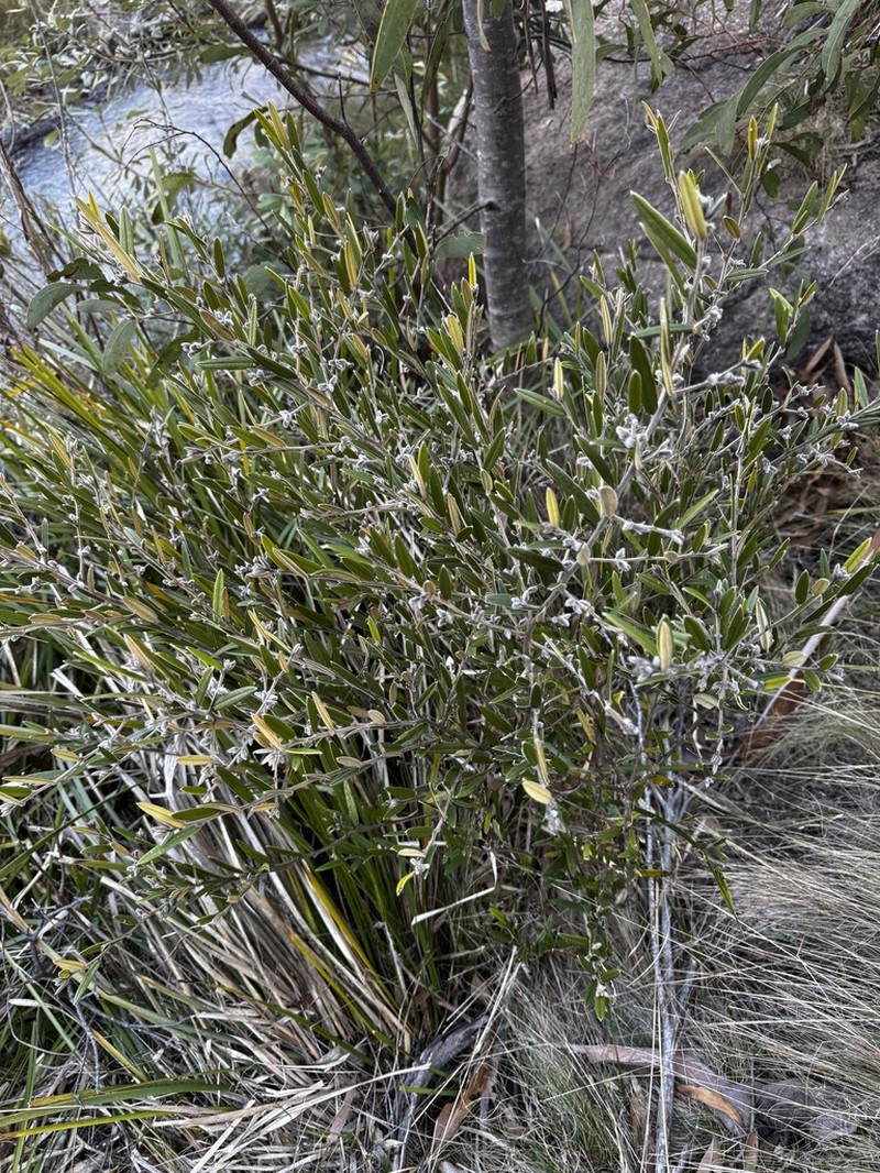 Hovea pedunculata photo 4