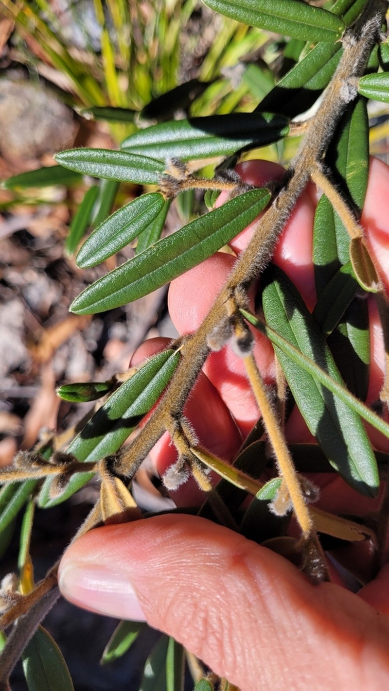 Hovea pedunculata photo 5