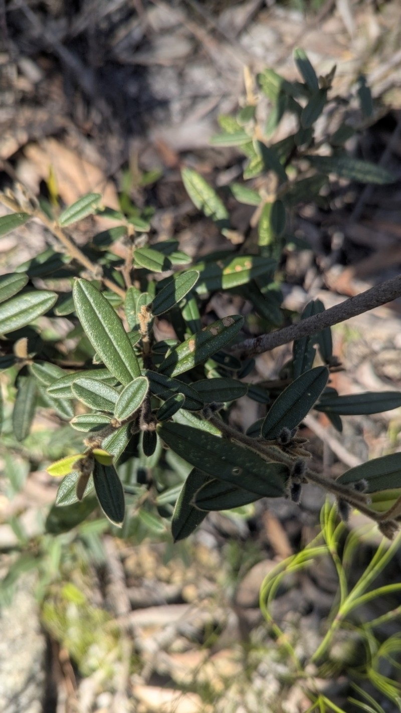 Hovea pedunculata photo 6