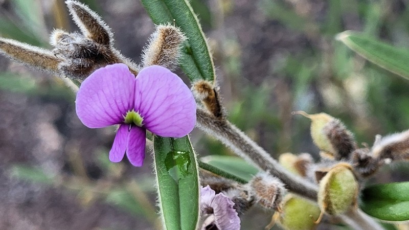 Hovea pedunculata photo 7