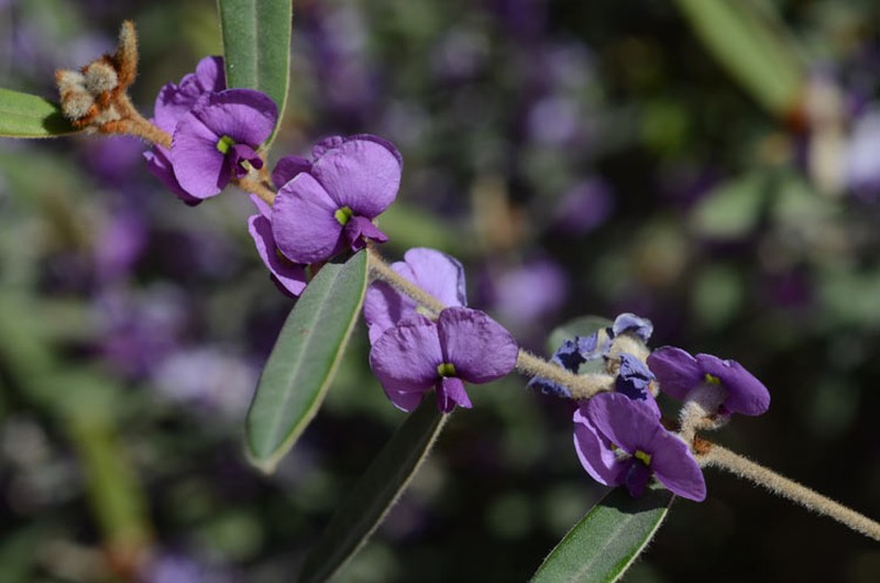 Hovea planifolia