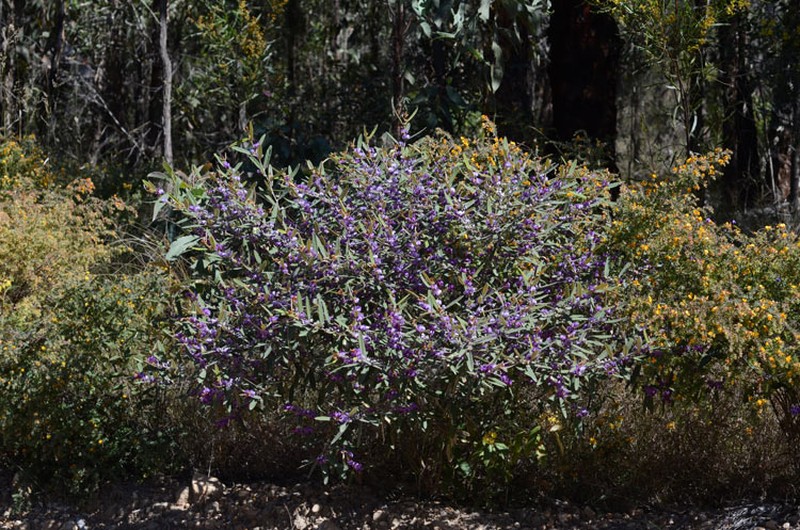 Hovea planifolia photo 2