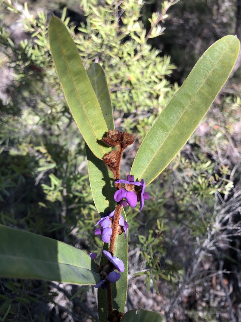 Hovea planifolia photo 3