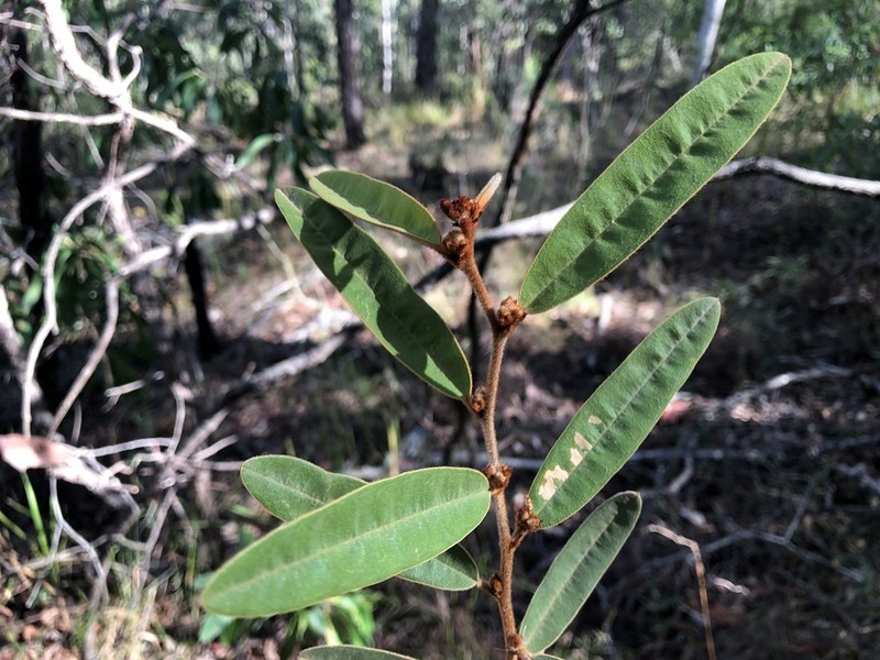 Hovea planifolia photo 4