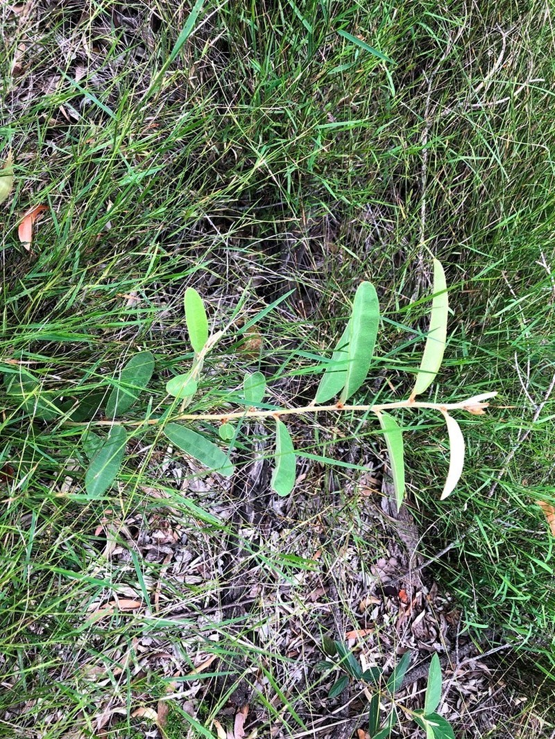 Hovea planifolia photo 5