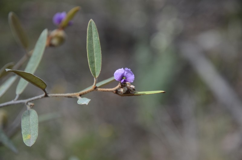 Hovea planifolia photo 6