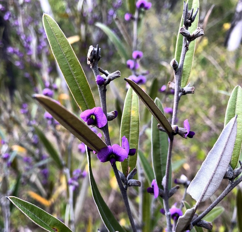Hovea planifolia photo 7
