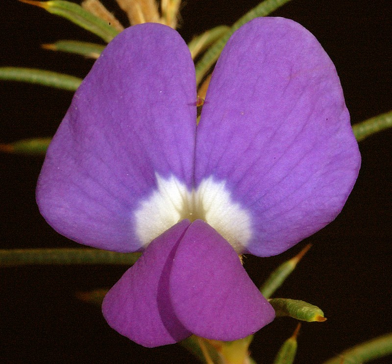 Hovea pungens