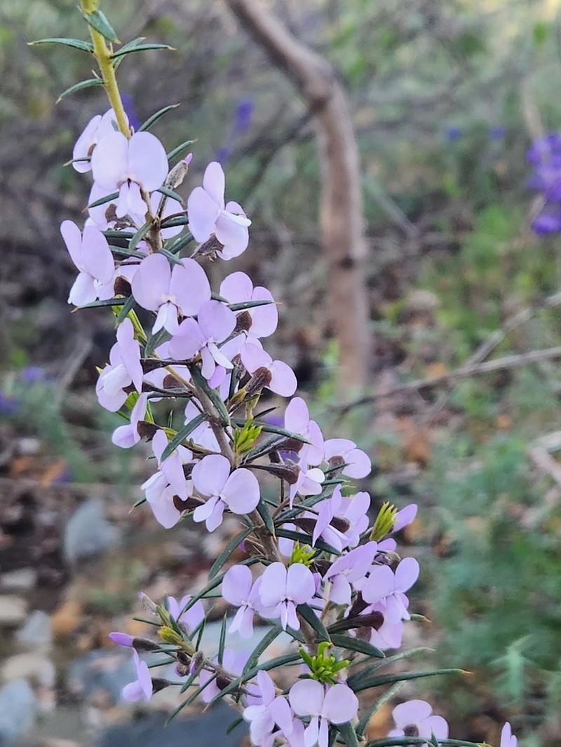 Hovea pungens photo 2