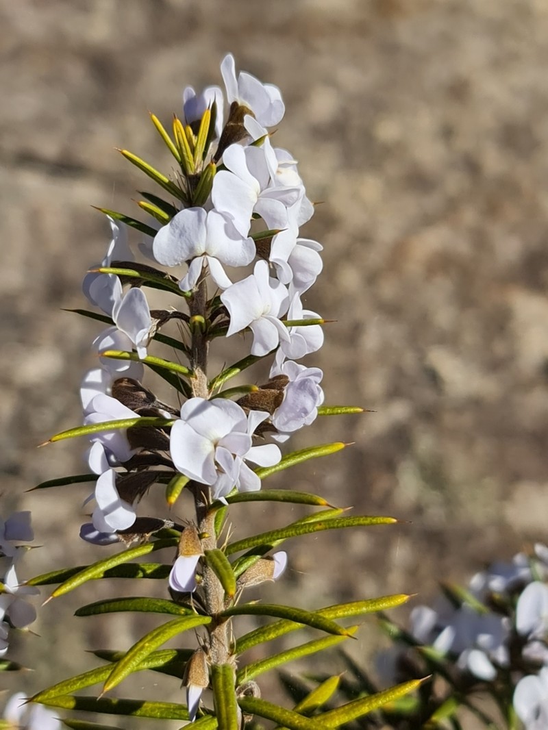Hovea pungens photo 3