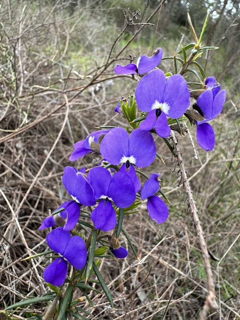 Hovea pungens photo 4