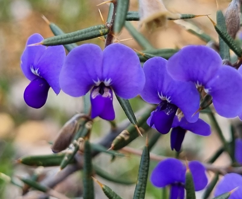 Hovea pungens photo 5