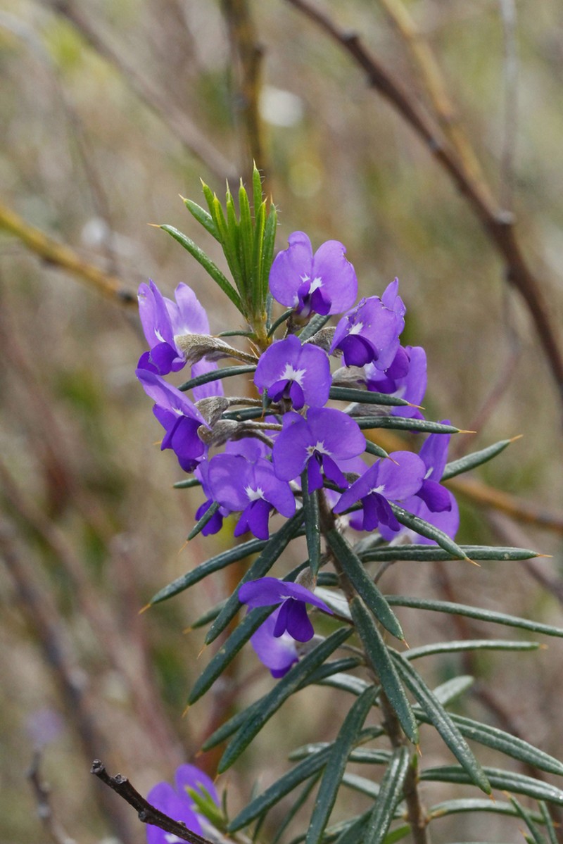 Hovea pungens photo 6