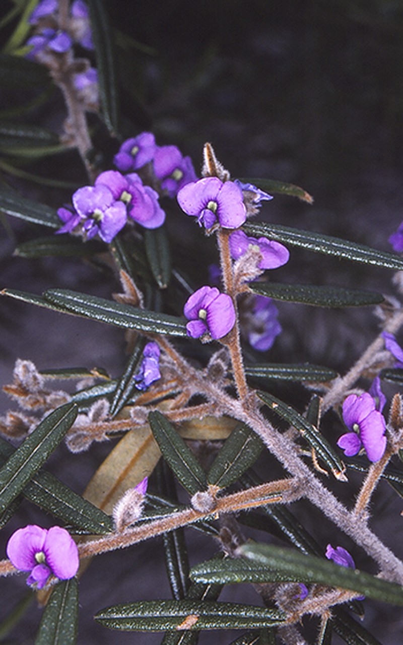 Hovea purpurea