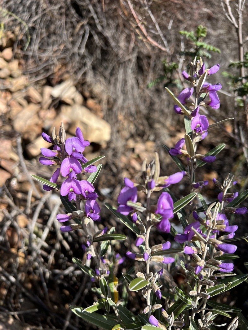 Hovea purpurea photo 2
