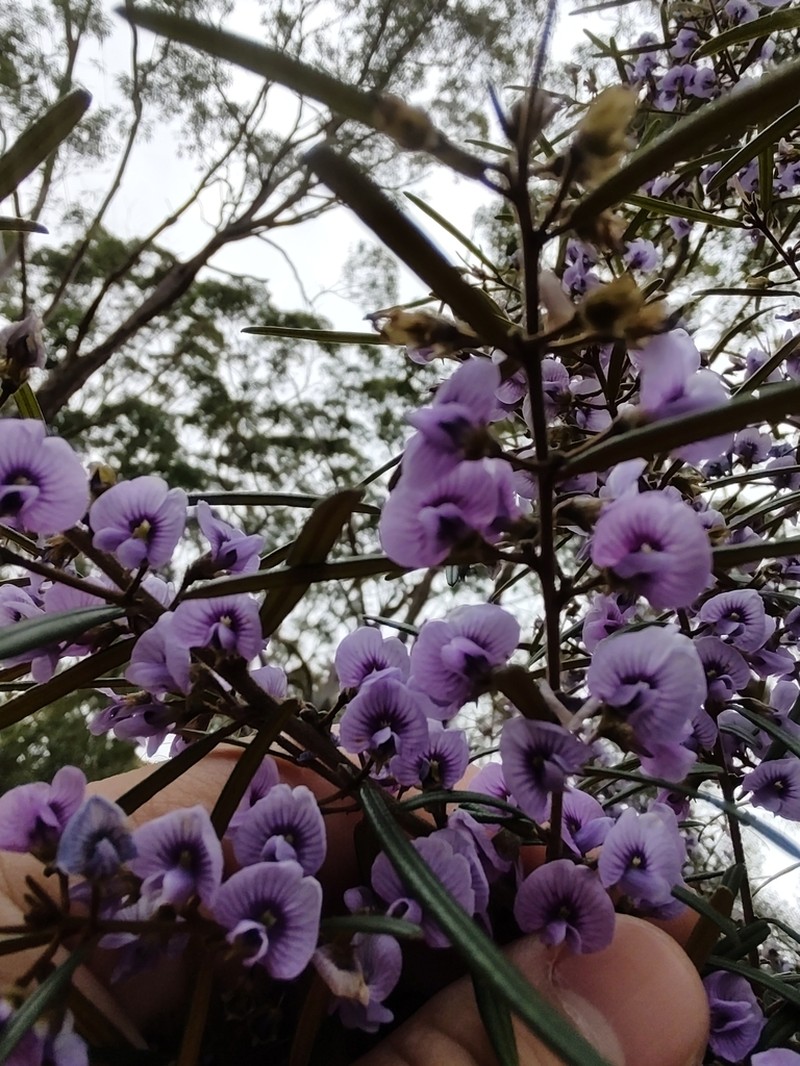 Hovea purpurea photo 3