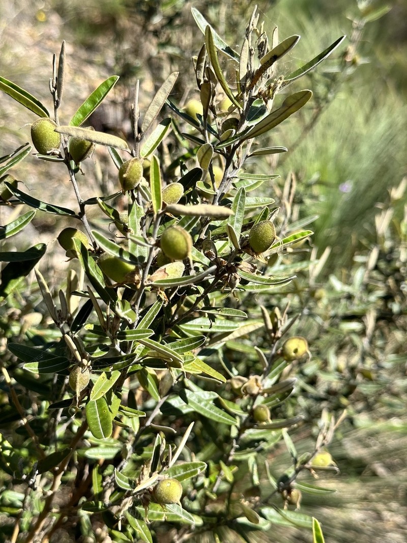 Hovea purpurea photo 4
