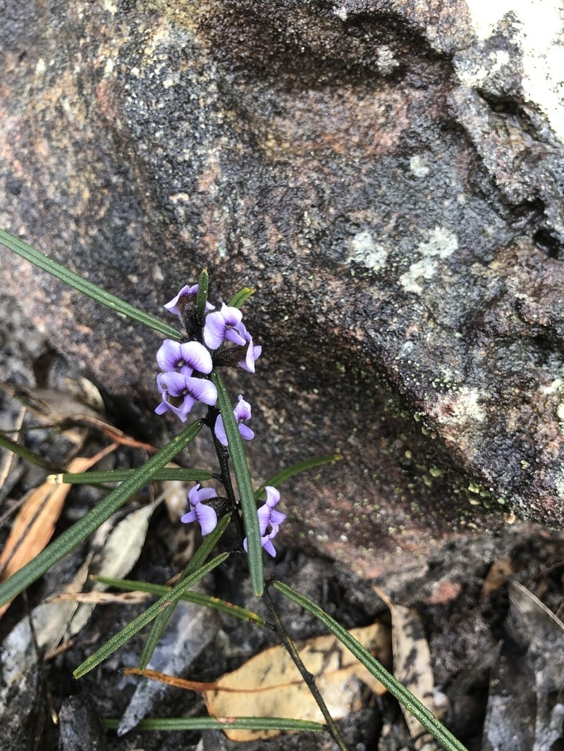 Hovea purpurea photo 5