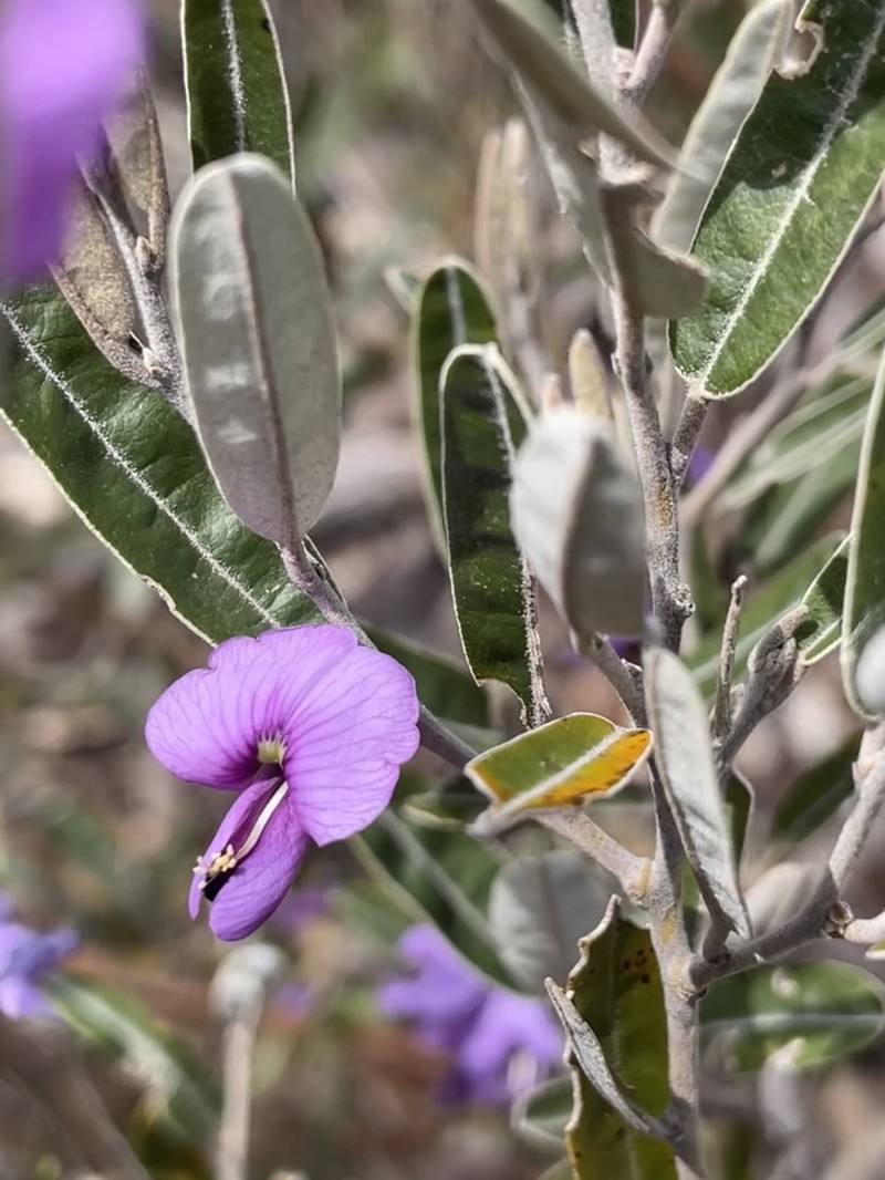 Hovea purpurea photo 6