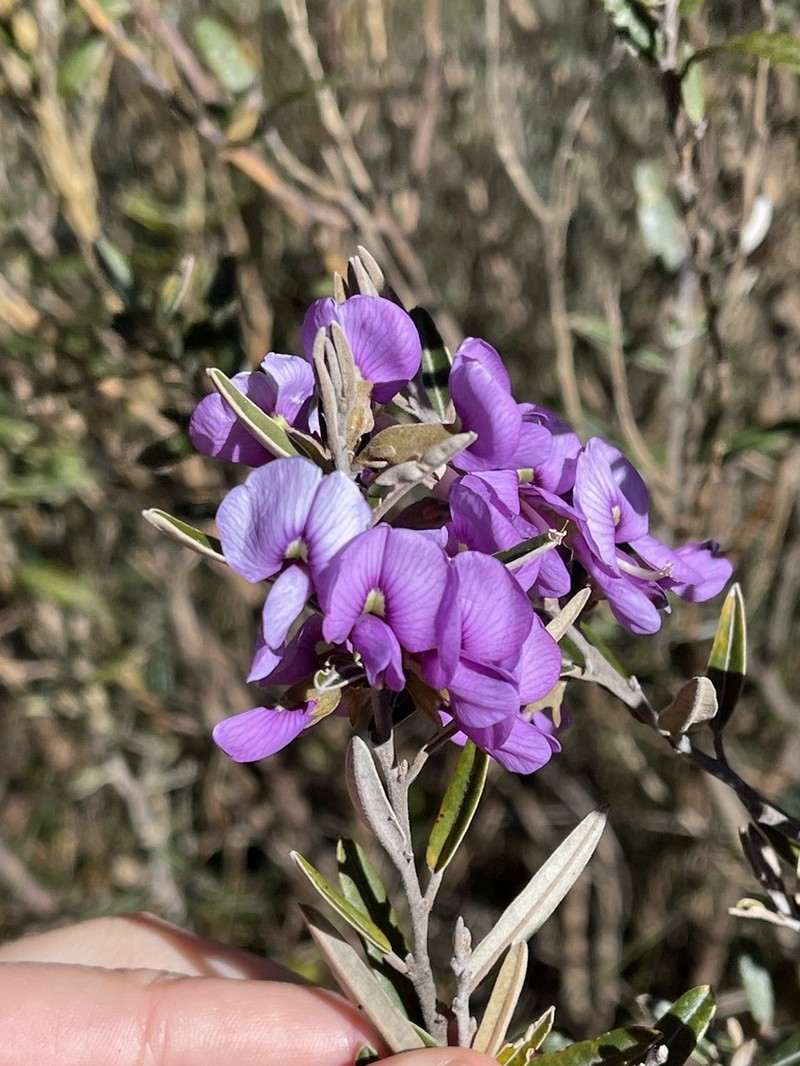 Hovea purpurea photo 7