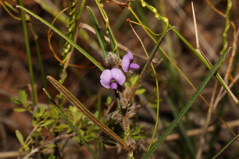Hovea ramulosa