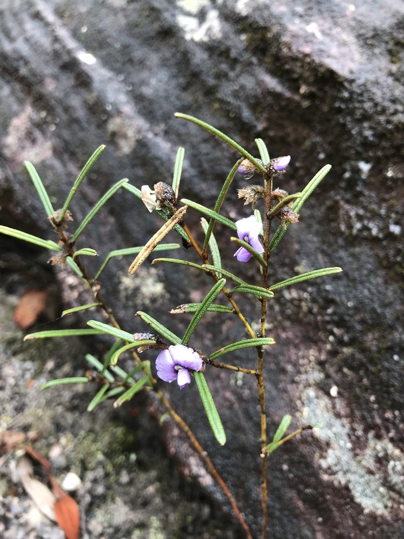 Hovea ramulosa photo 2