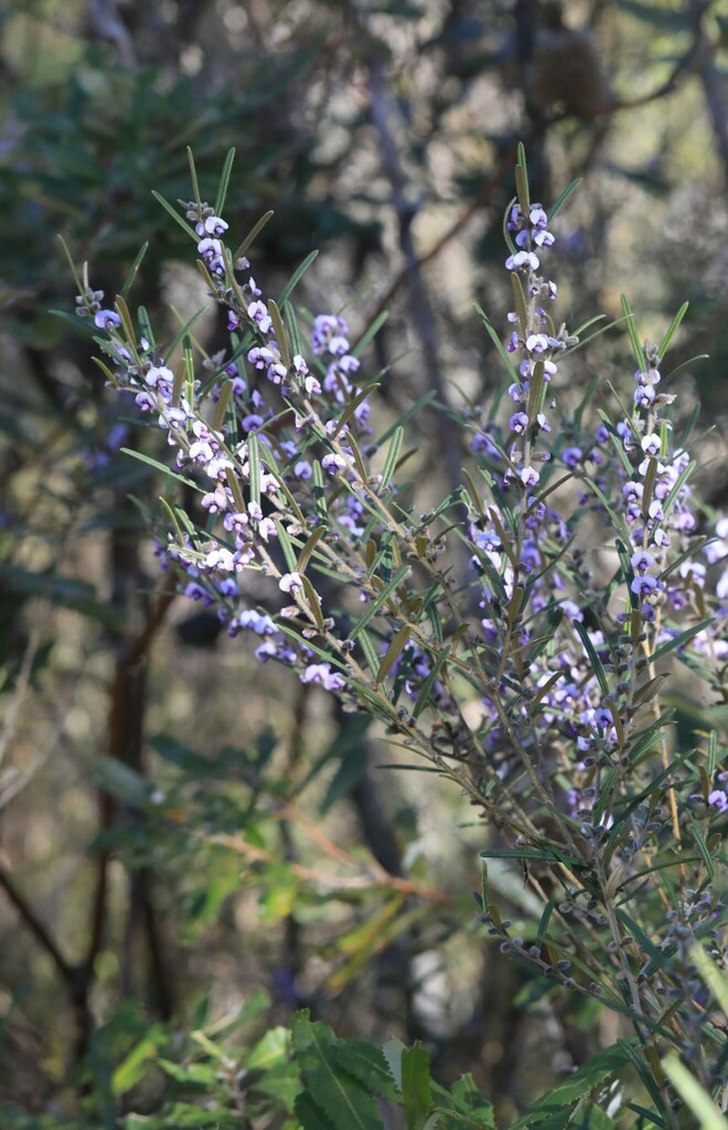 Hovea ramulosa photo 3