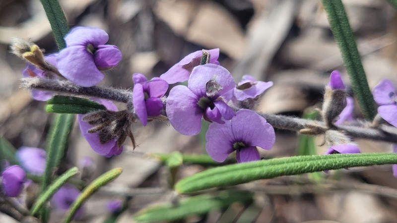 Hovea ramulosa photo 4