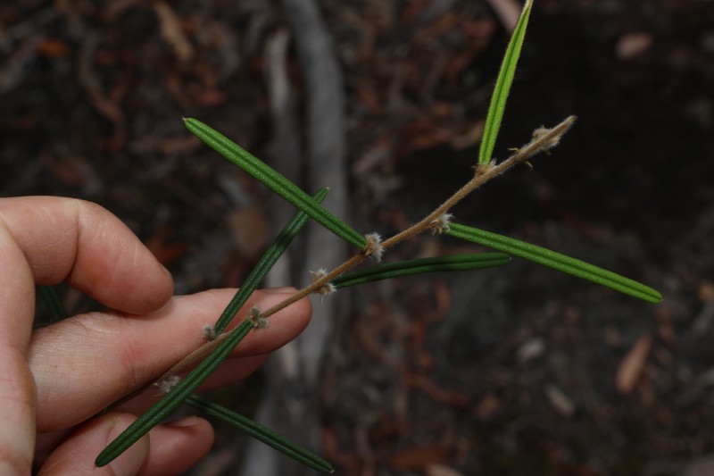 Hovea ramulosa photo 5