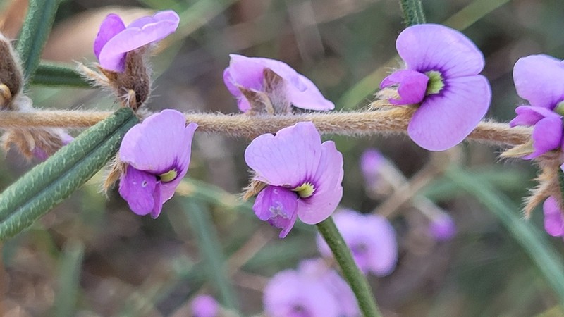 Hovea ramulosa photo 6