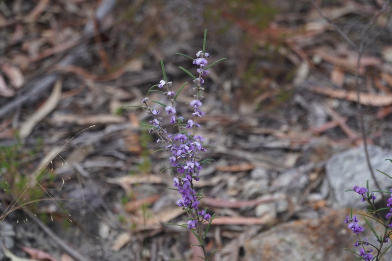 Hovea ramulosa photo 7