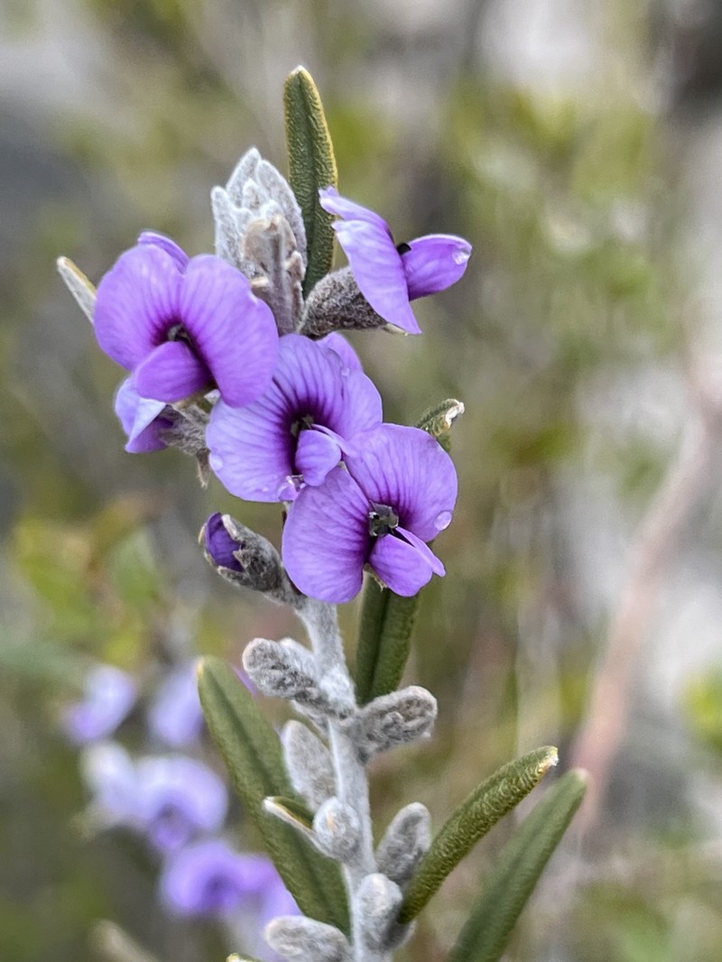 Hovea rosmarinifolia
