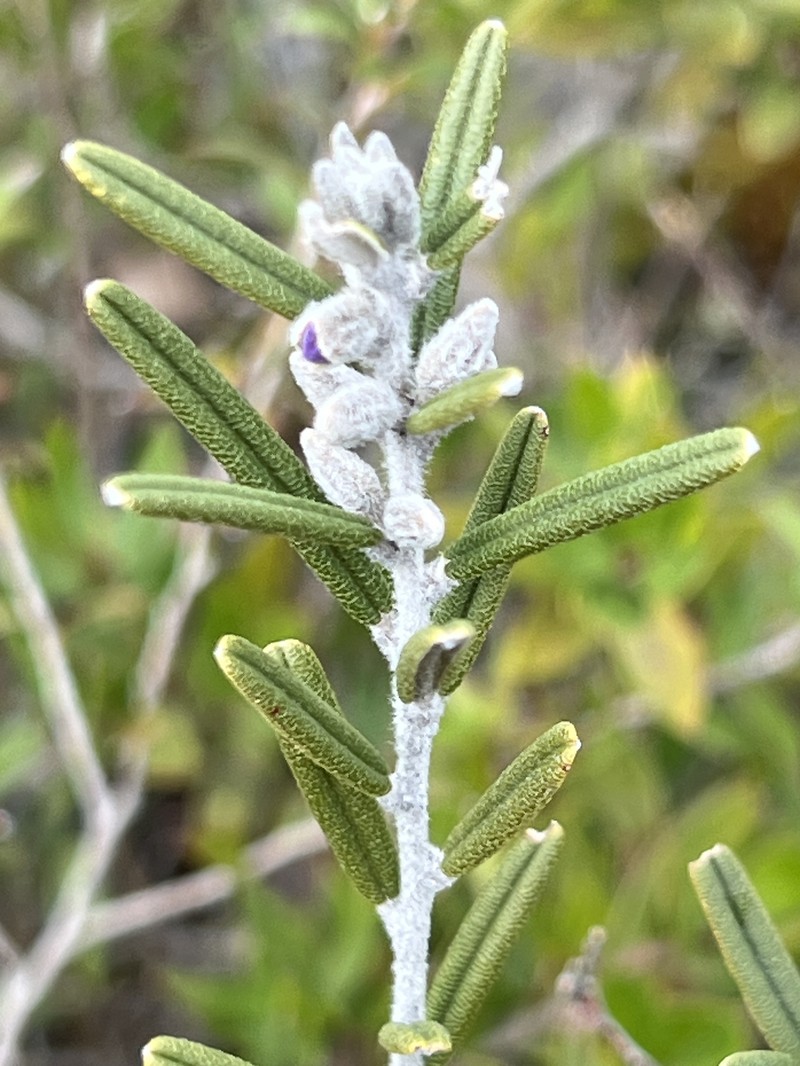 Hovea rosmarinifolia photo 2