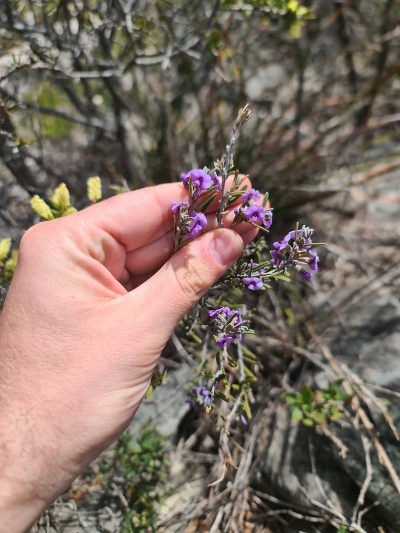 Hovea rosmarinifolia photo 3