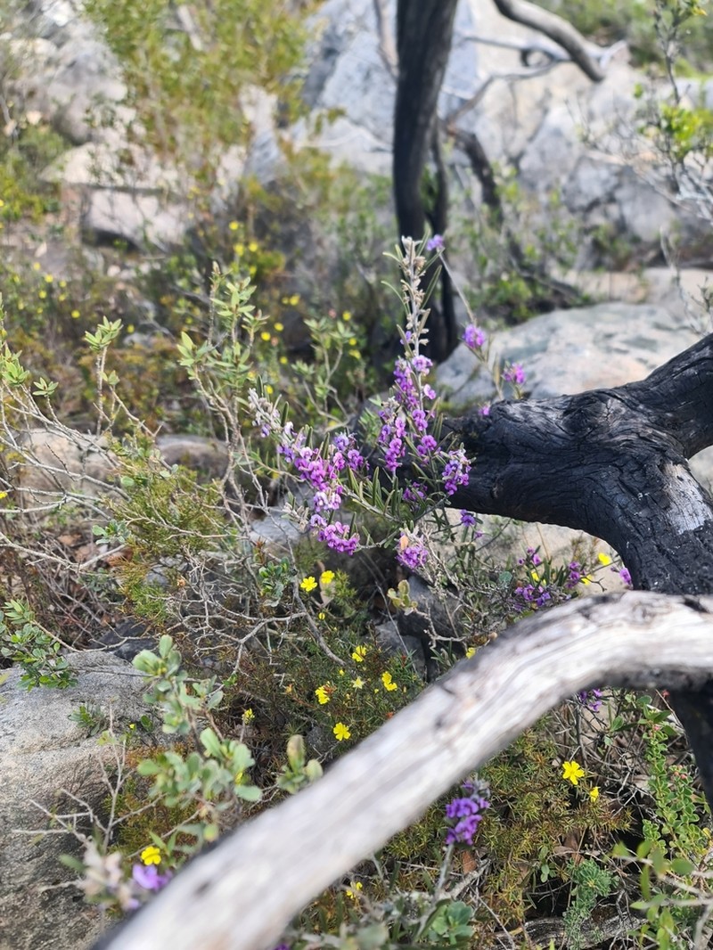 Hovea rosmarinifolia photo 4