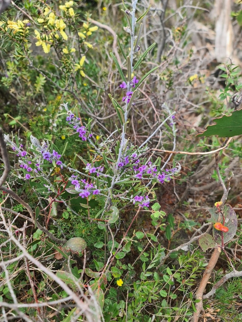 Hovea rosmarinifolia photo 5