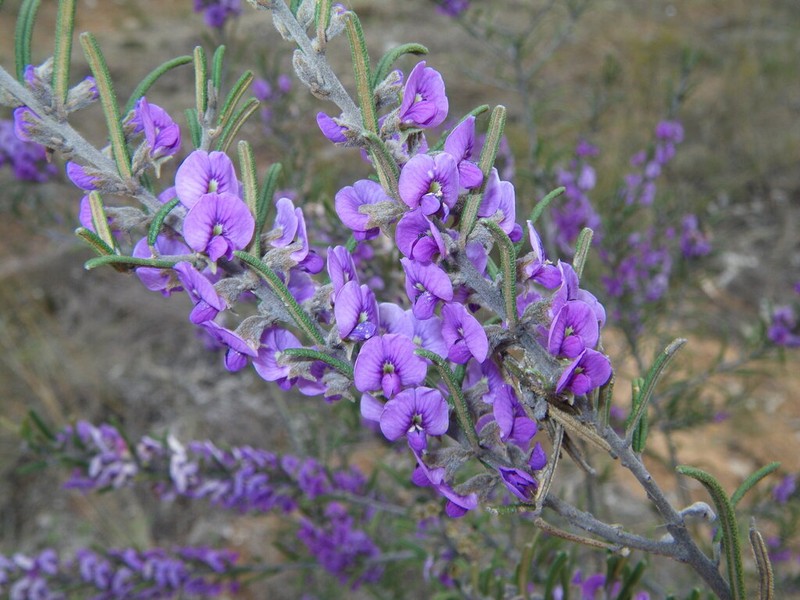 Hovea rosmarinifolia photo 6