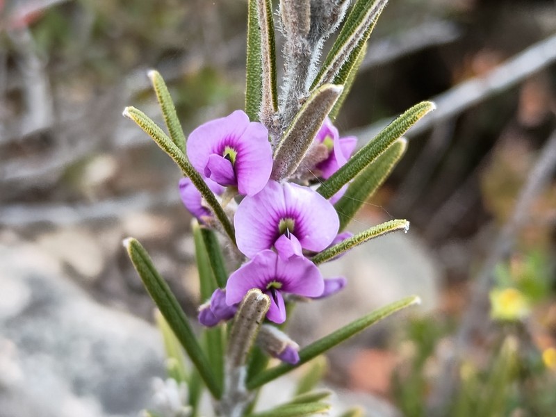 Hovea rosmarinifolia photo 7