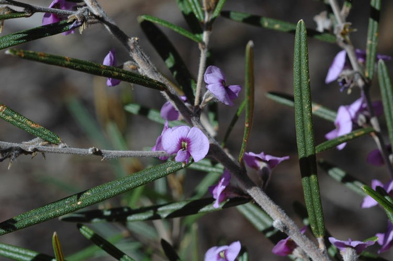 Hovea similis