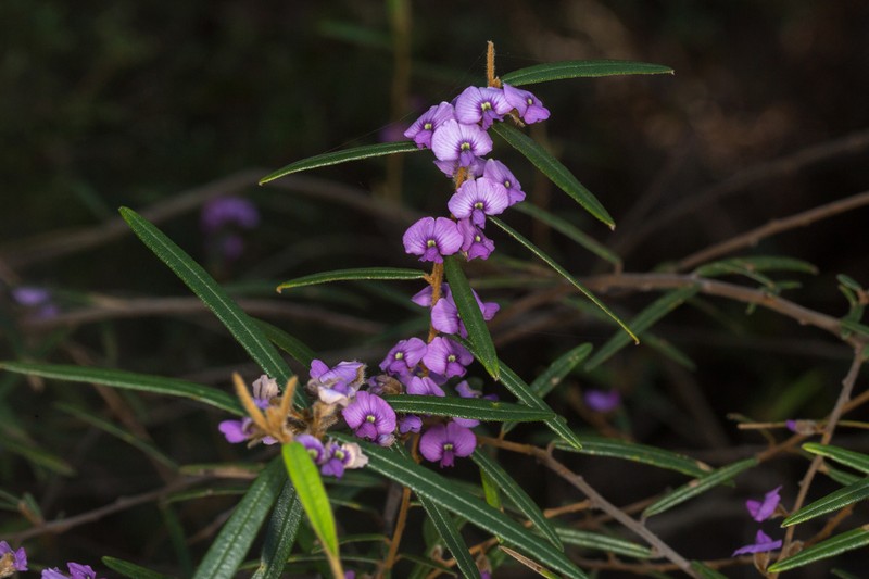 Hovea similis photo 2
