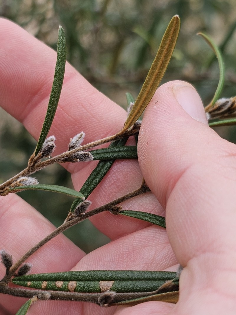 Hovea similis photo 3