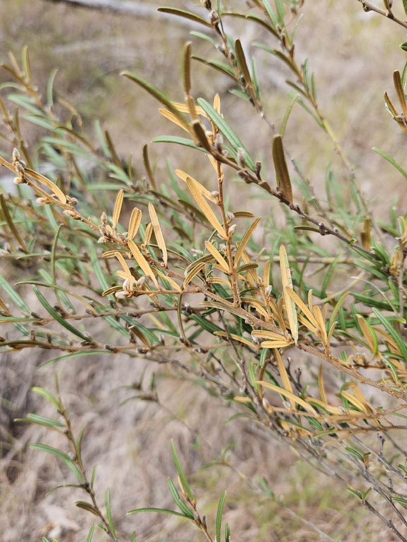 Hovea similis photo 4