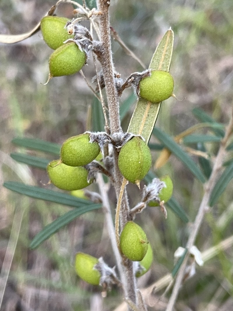 Hovea similis photo 5