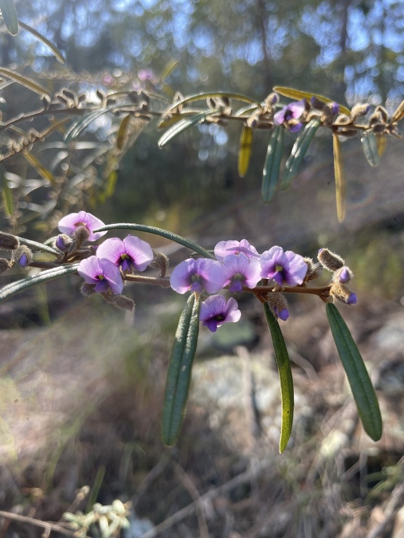 Hovea similis photo 7